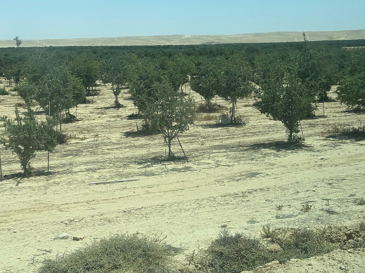 أرغان للحية: السر المغربي لعناية أنعم وأقل حكة