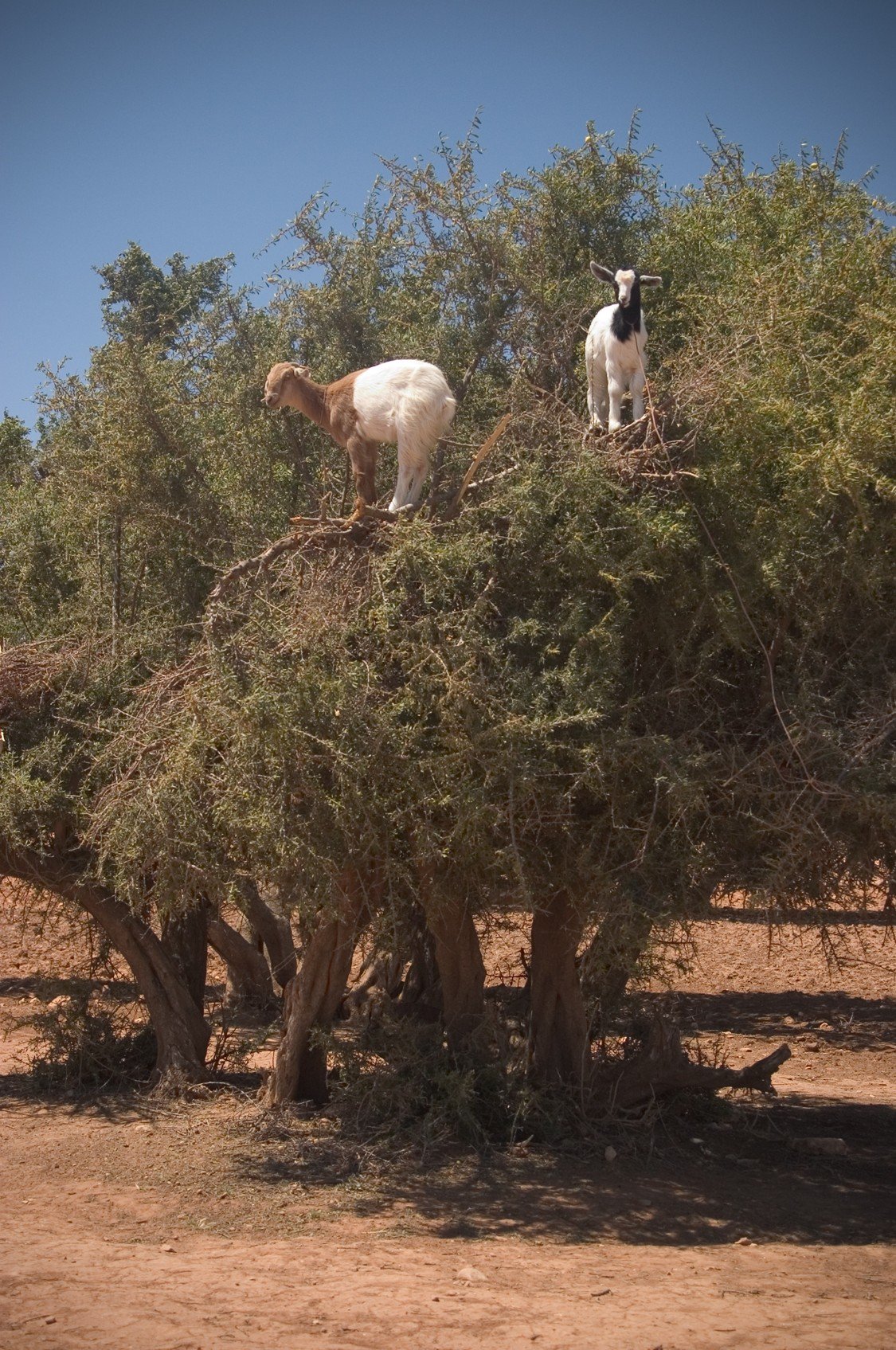 كيف تميز زيت الأركان النقي عن المغشوش قبل الشراء