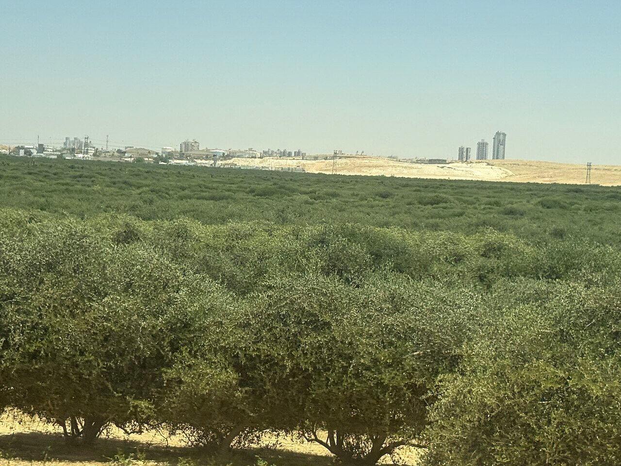 Du fruit à l'or liquide : la méthode amazighe traditionnelle de l'huile d'argan